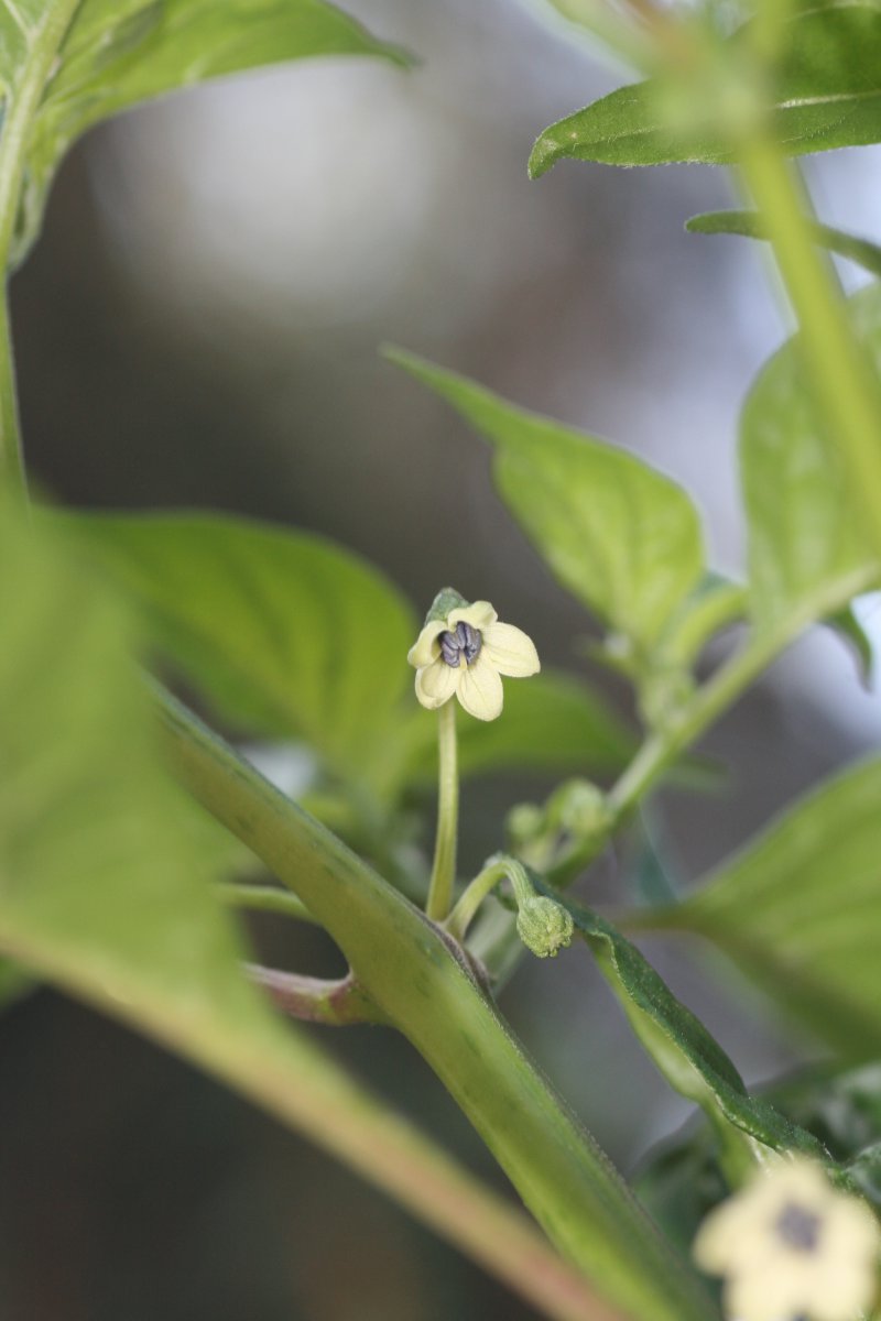 Trinidad Scorpion Yellow 2.JPG