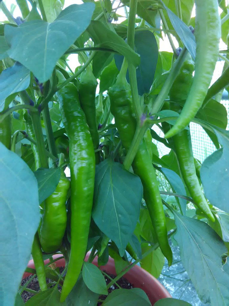 Türkische Paprika Ansatz