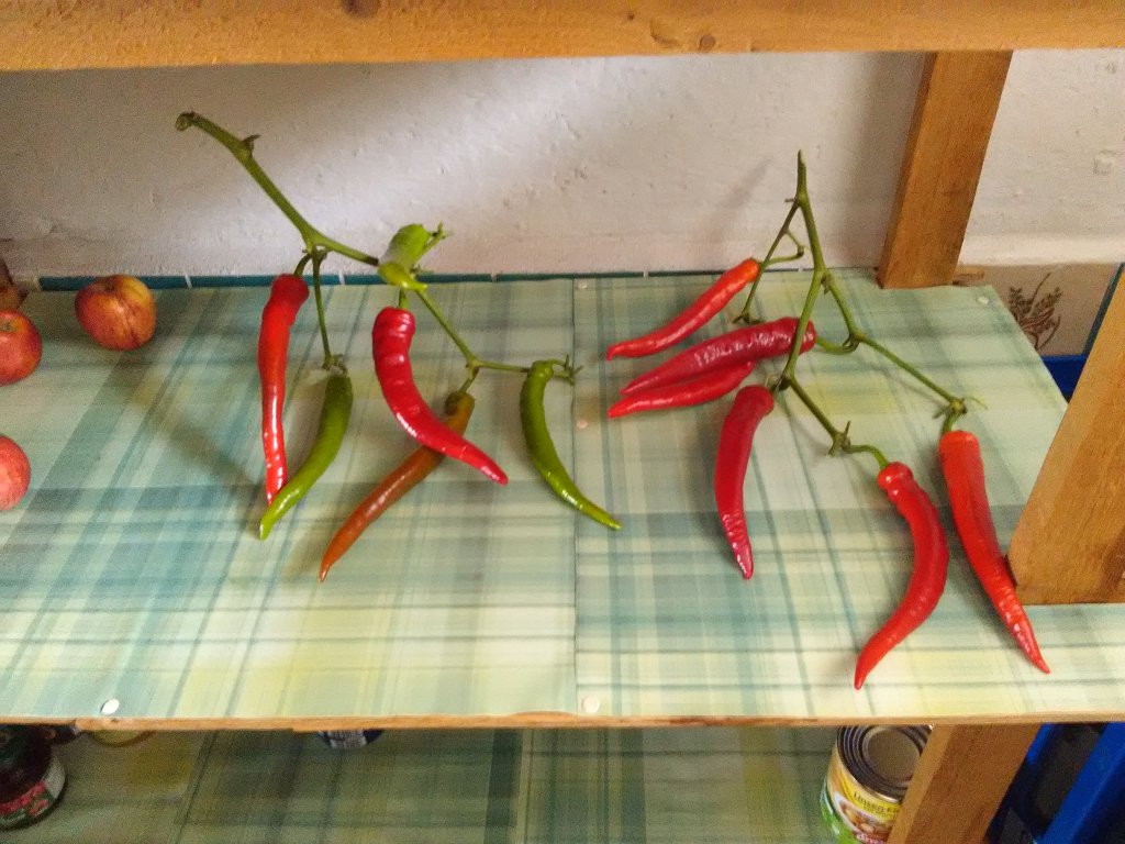 Türkische Paprika Nachreifen