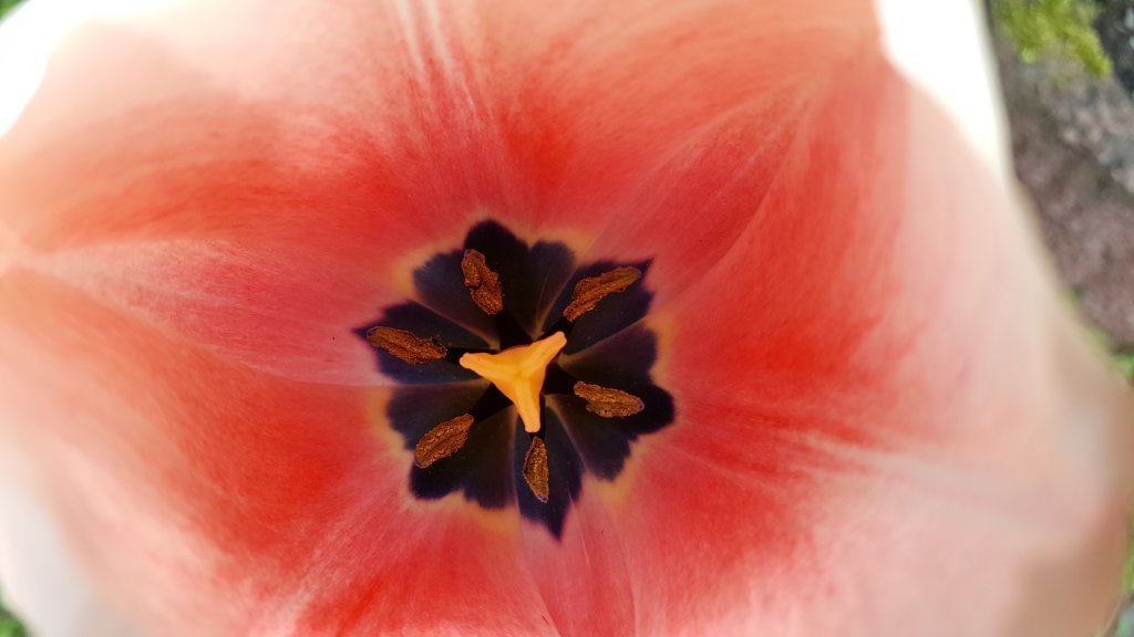 Tulpe 2