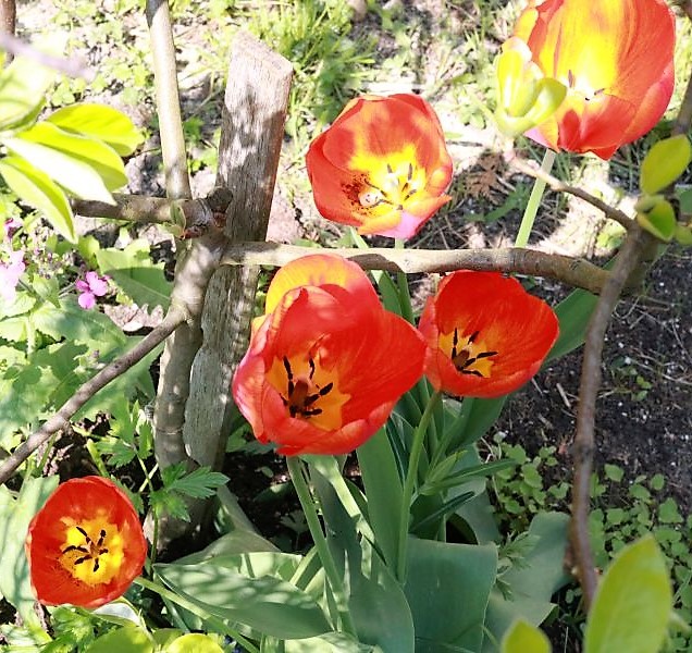 Tulpen