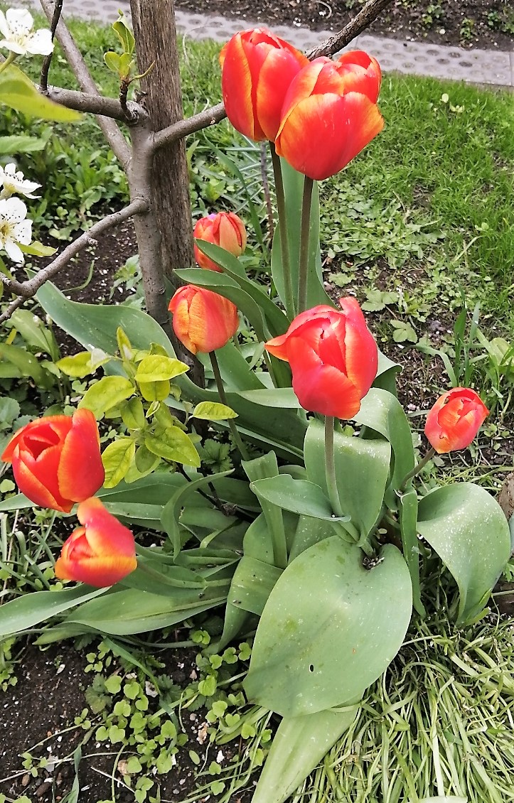 Tulpen