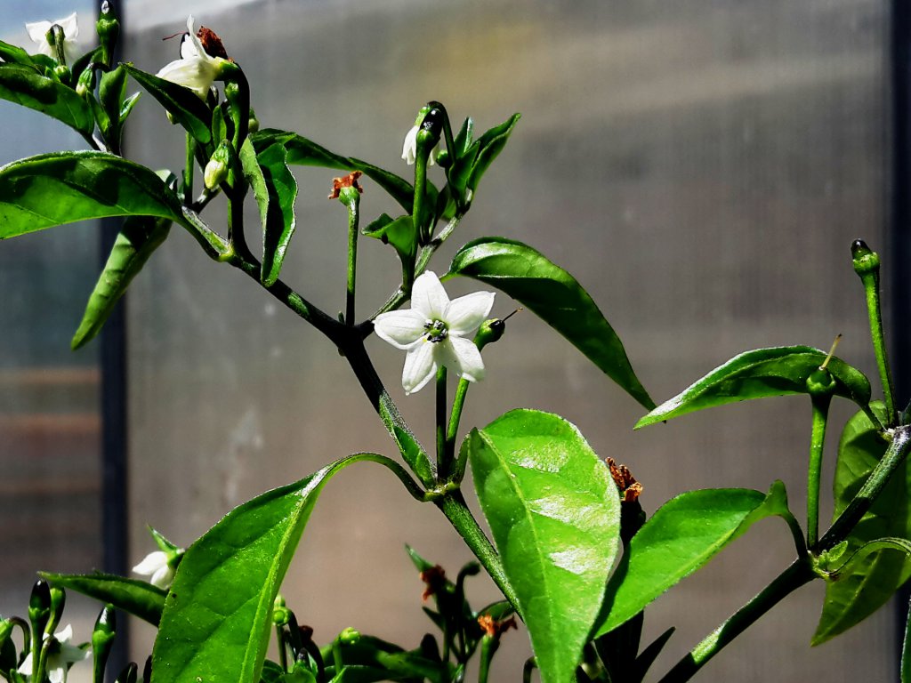 Unbekannte Wilde Blüte