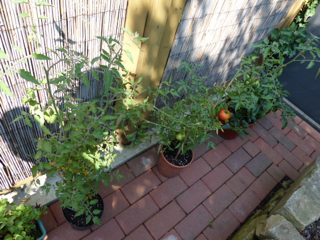 Unglückliche Tomaten