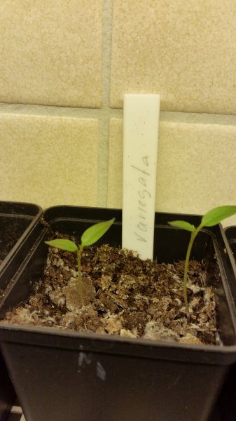 Variegata 09-01-16