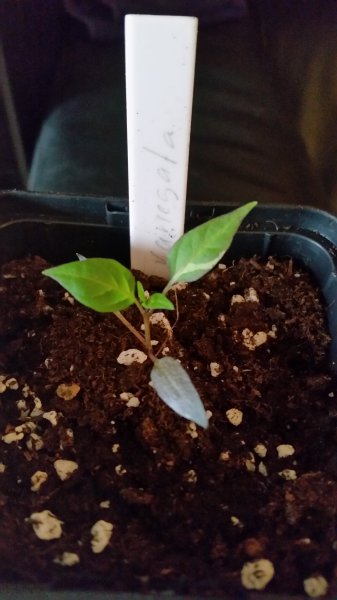 Variegata 20160124_132616