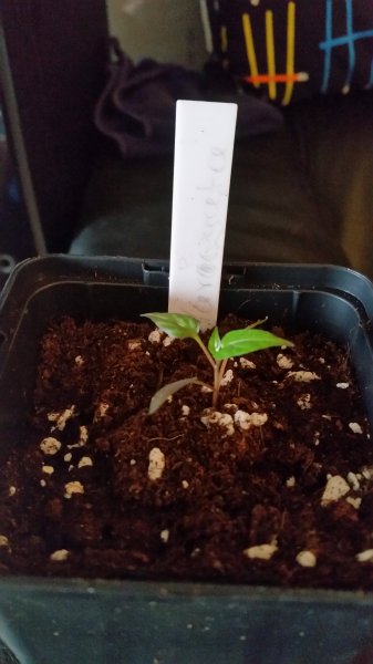 Variegata 20160124_132705