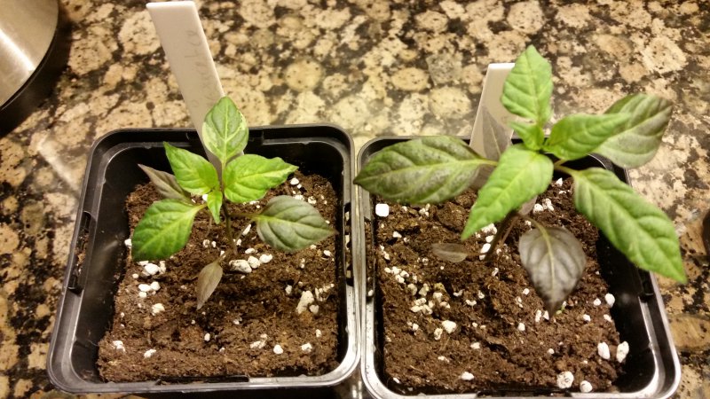 Variegata 20160206_165652
