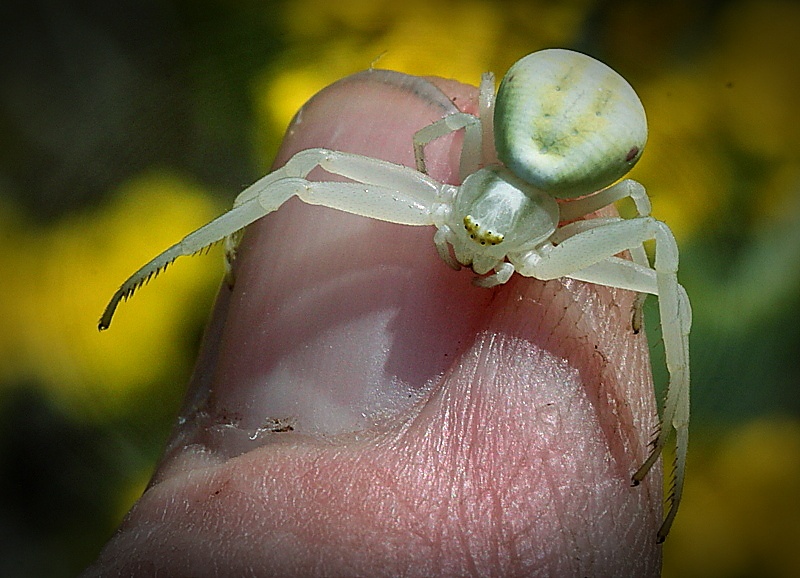 Veränderliche Krabbenspinne