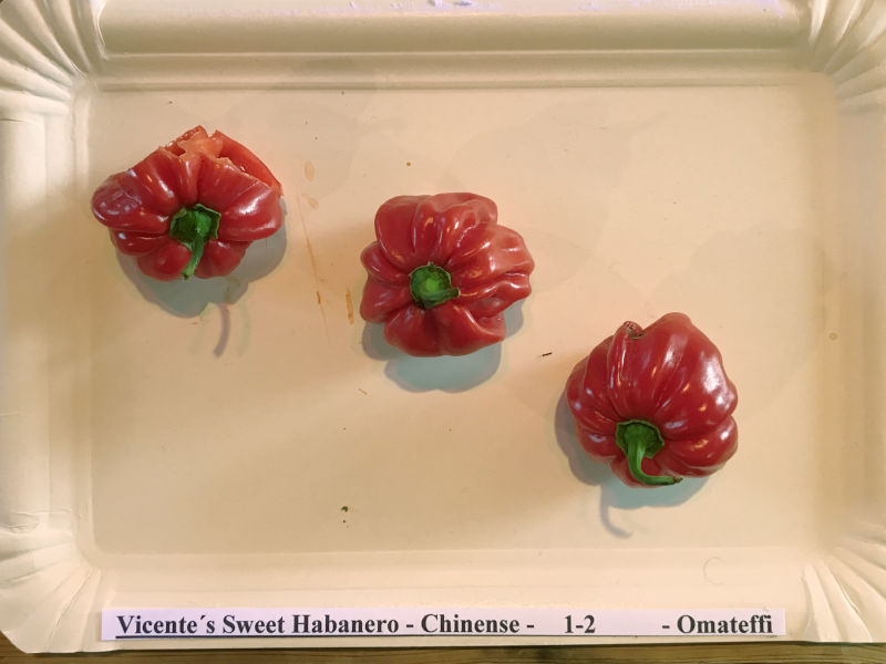 Vicentes_Sweet_Habanero