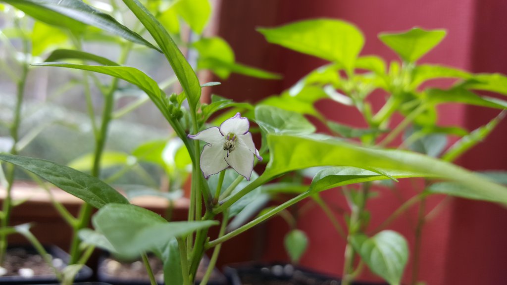 Violet Flash Blüte