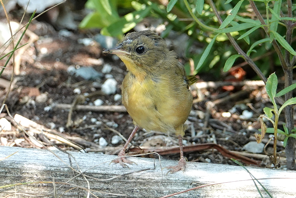 Warbler