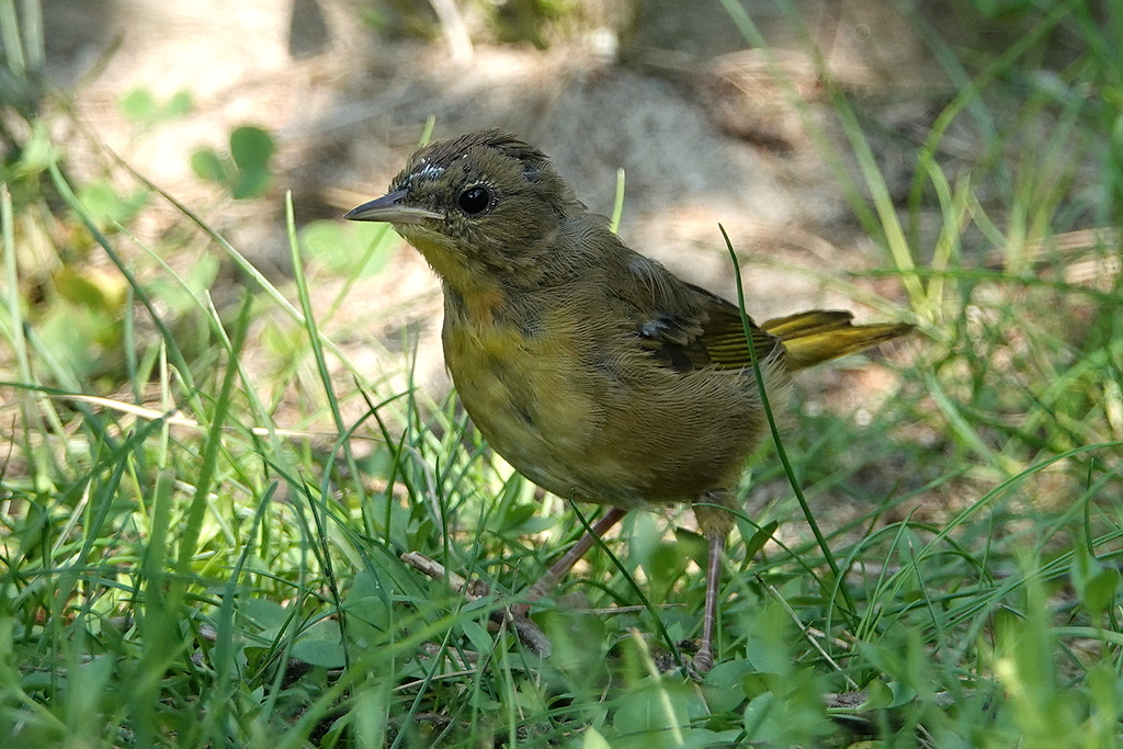 Warbler