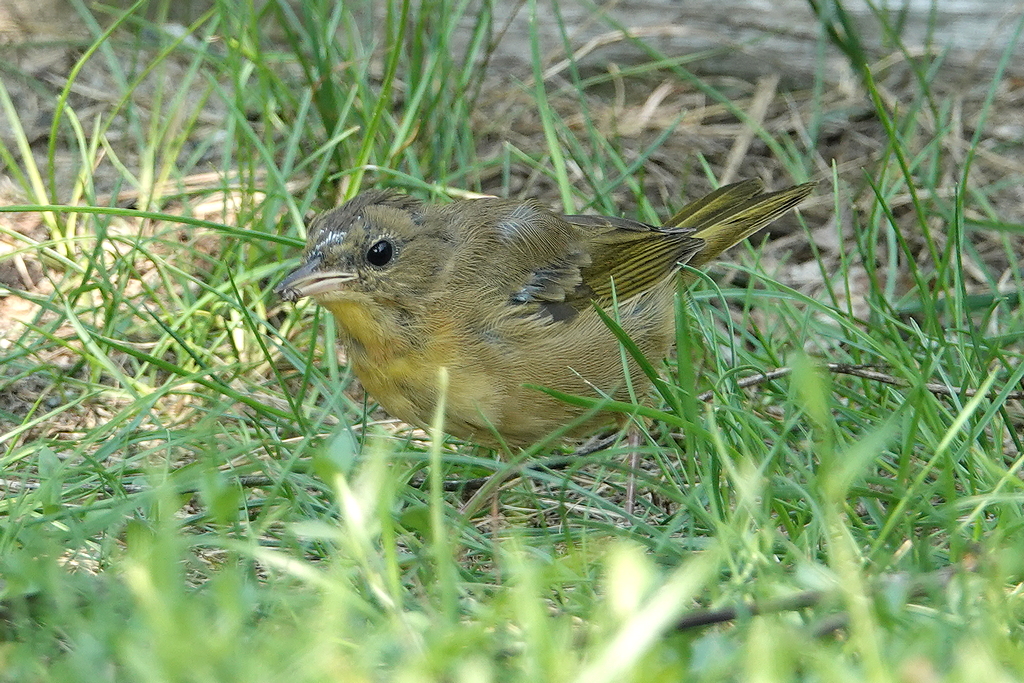 Warbler