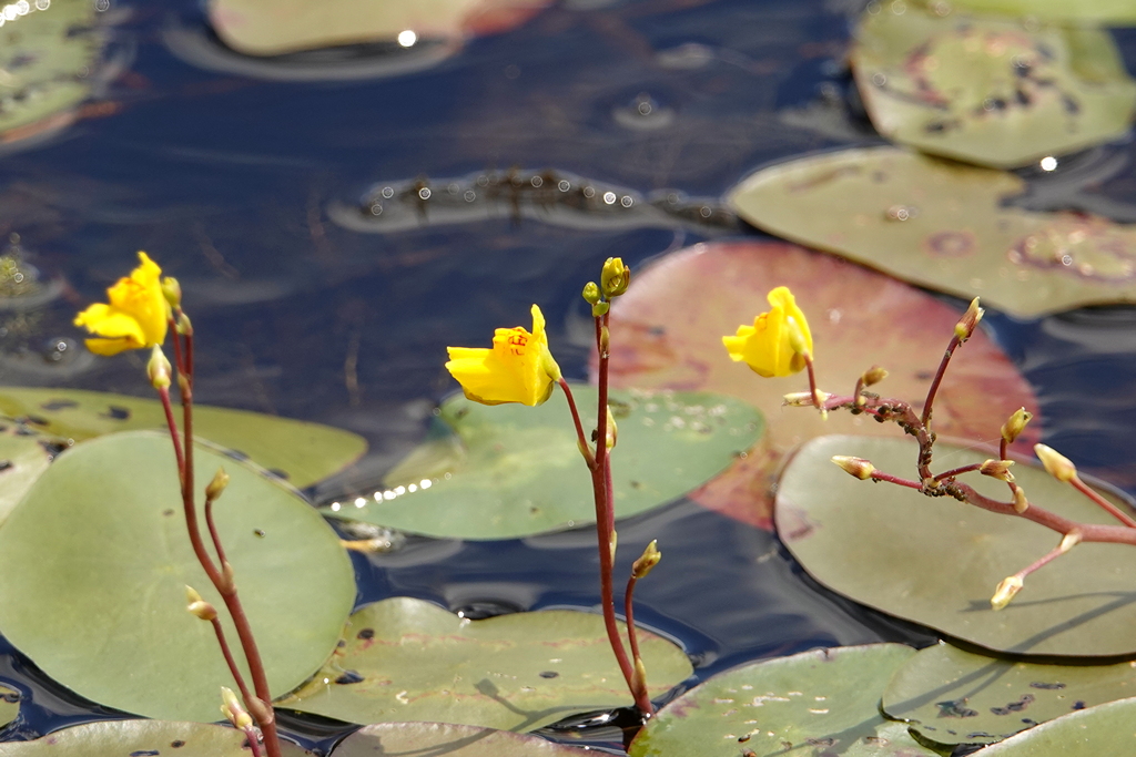 Wasserpflanzenblüte