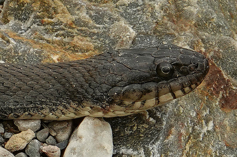 Watersnake