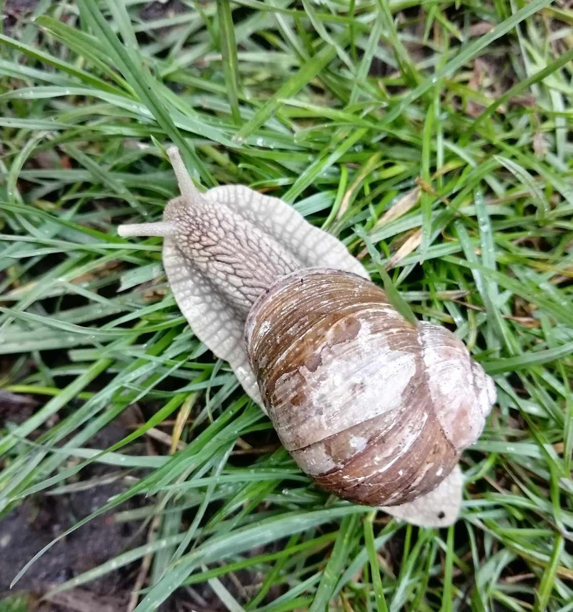 Weinbergschnecke