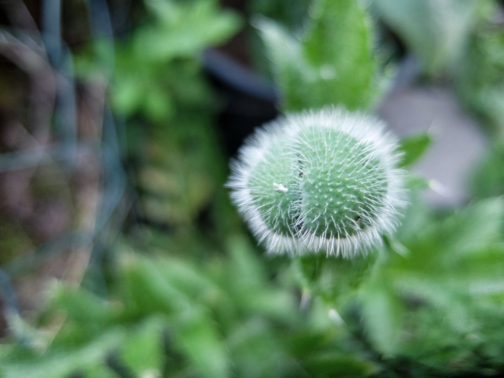 weißer orientalischer Mohn