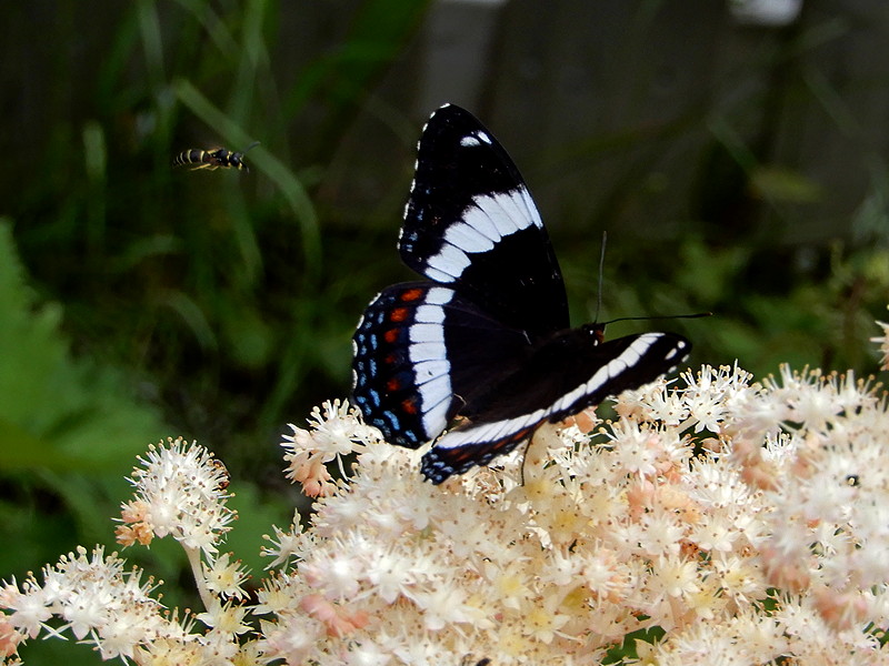 White Admiral