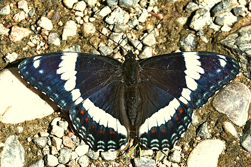 White Admiral