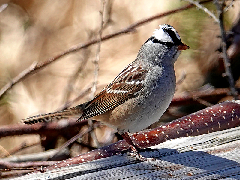 White-crowned sparrow / Dachsammer