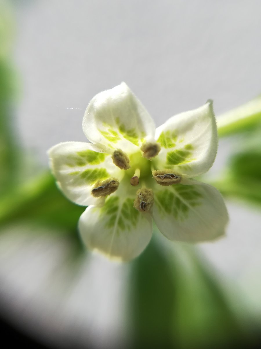 White Fantasy Blüte (1).jpg