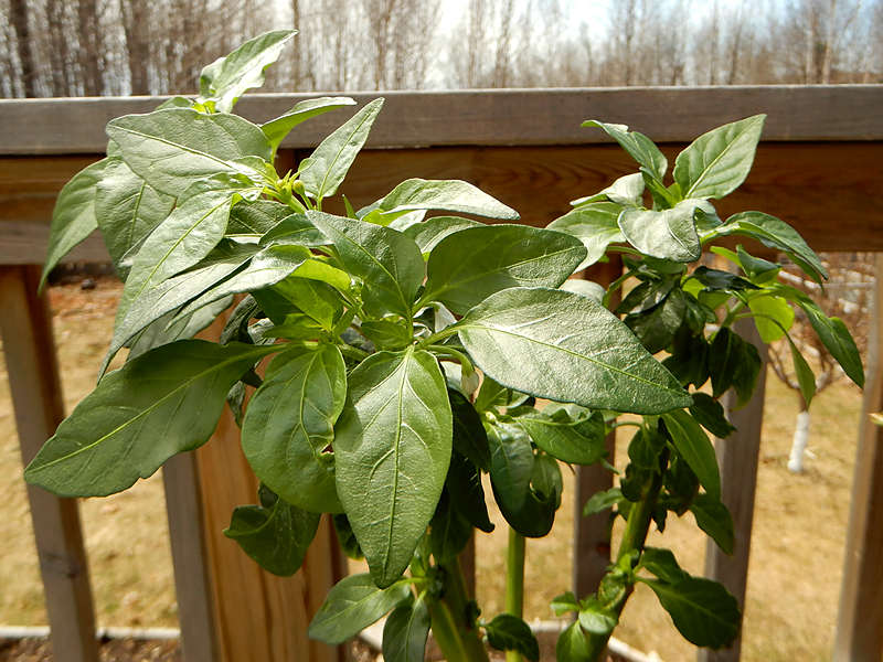 White Thai