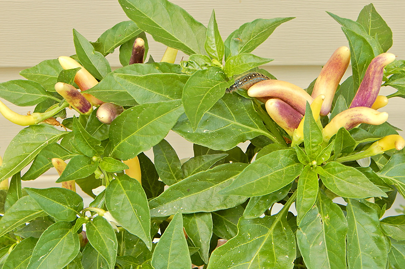 White Thai