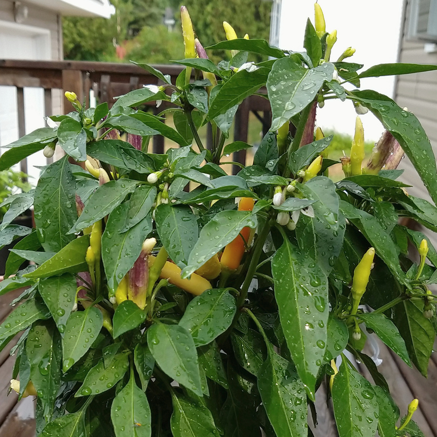 White Thai