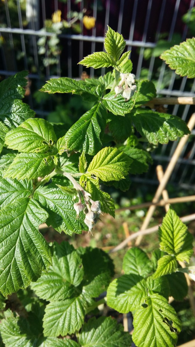 Wiedersehen nach den Osterferien, 29.4.: Himbeerknospen