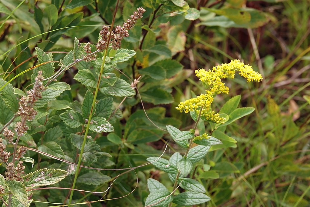 Wiesenblumen