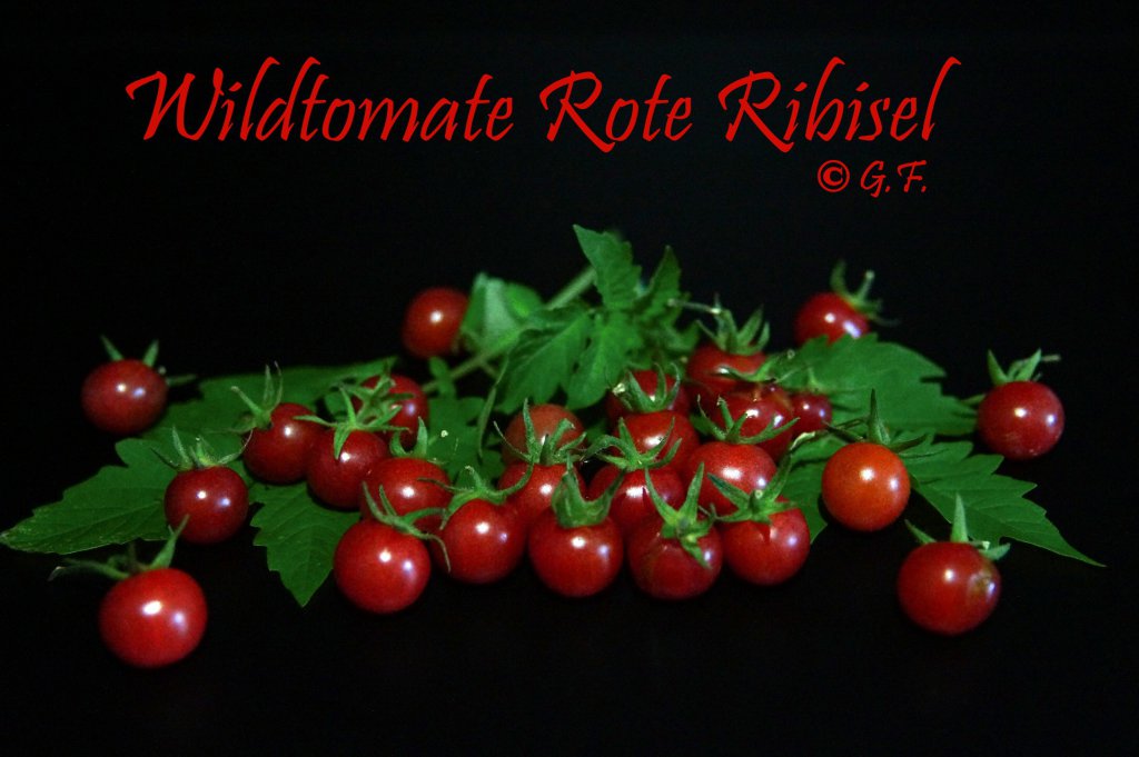 wildtomate Rote Ribisel