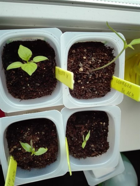 Winterchili
