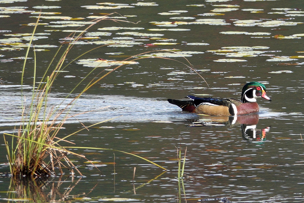 Wood Duck