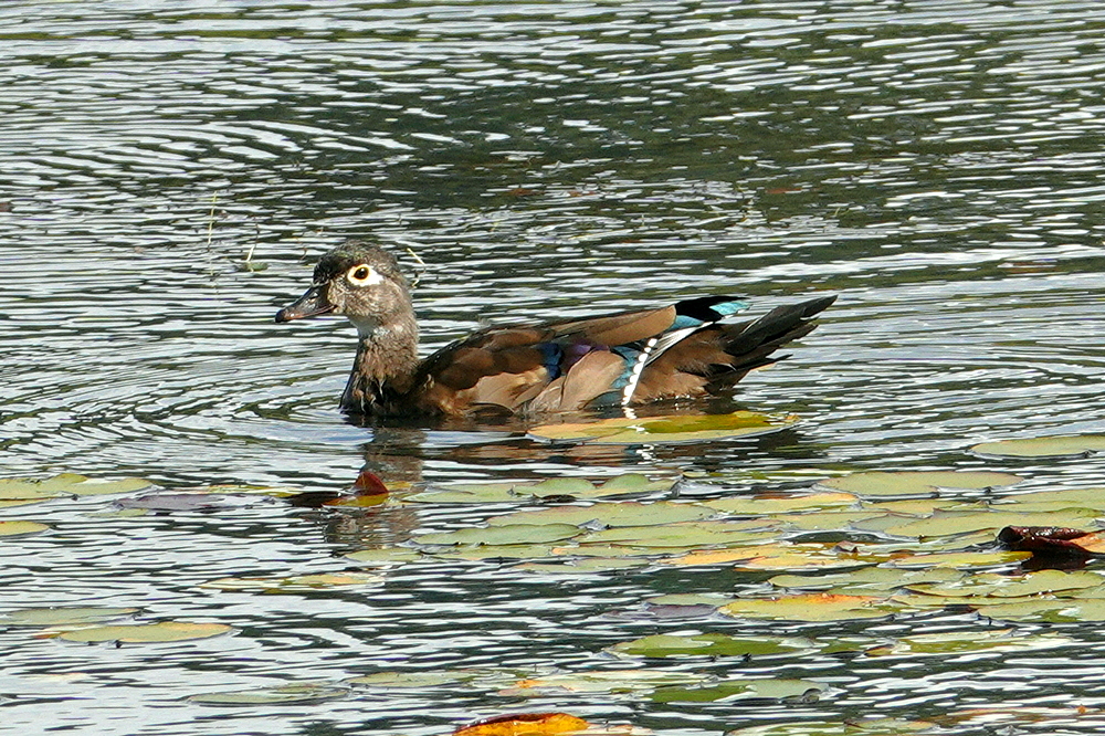 Wood Duck