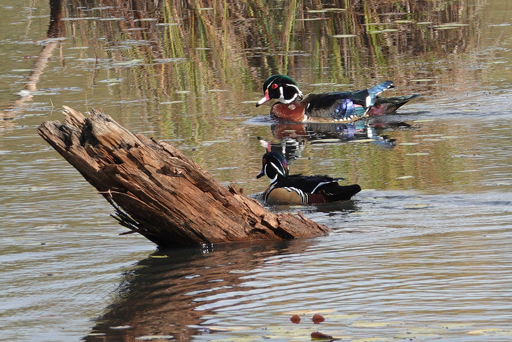 Wood Duck