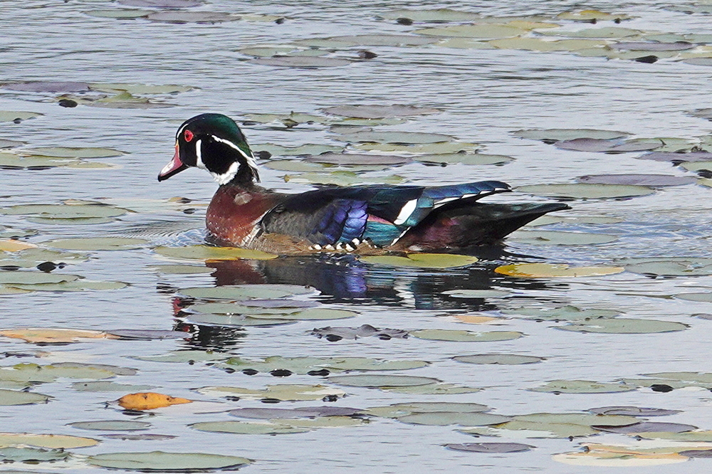 Wood Duck