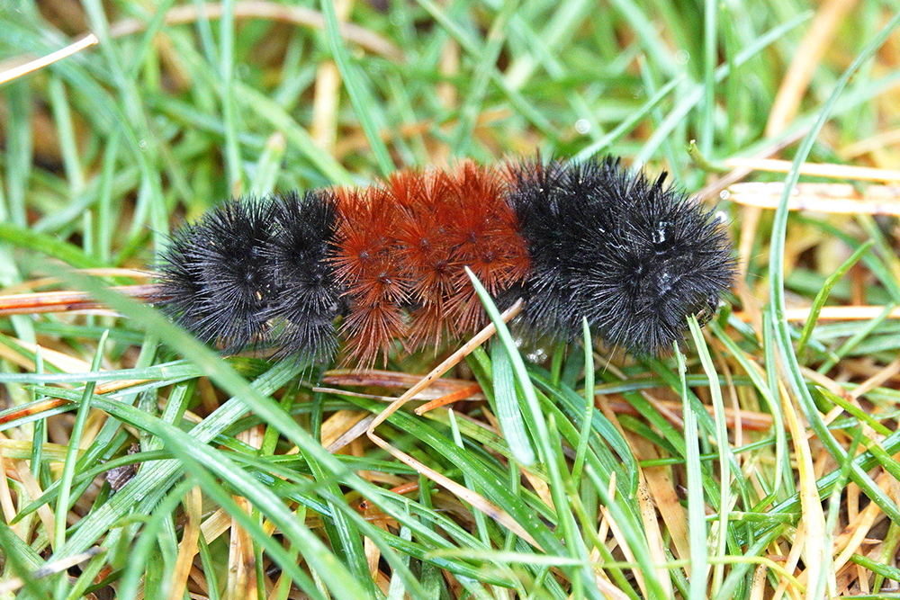 Woolly Bear