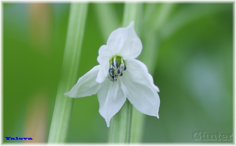 Yalova Carliston Blüte