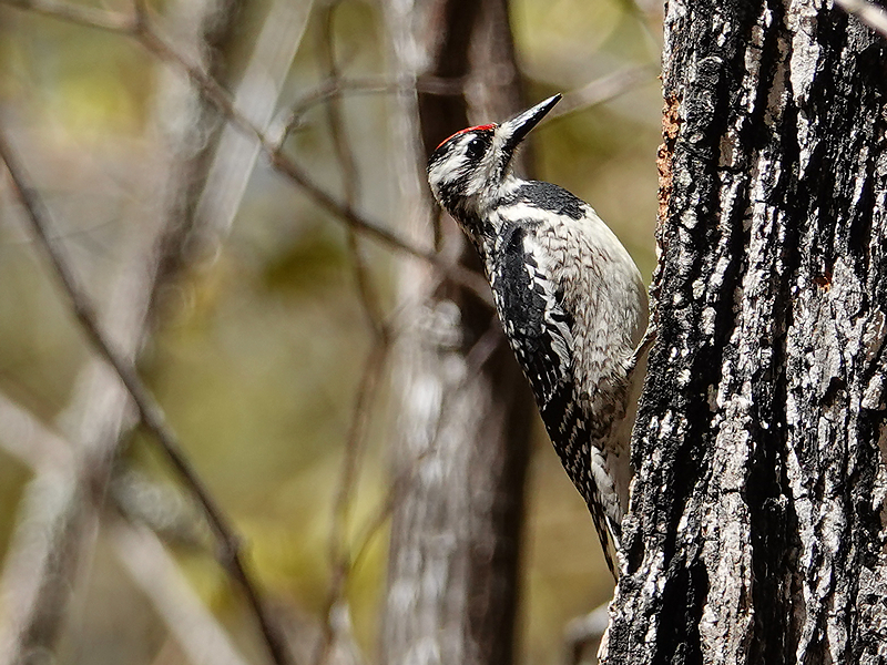 Yellow-bellied sapsucker / Gelbbauch-Saftlecker