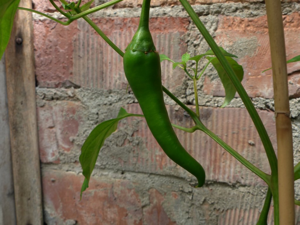 Yellow Cayenne