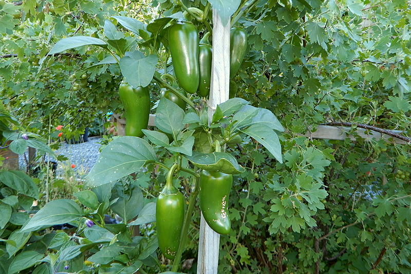 Yellow Jalapeno