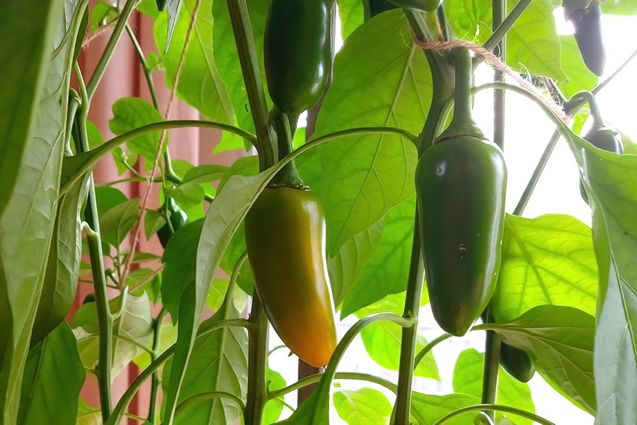 Yellow Jalapeno