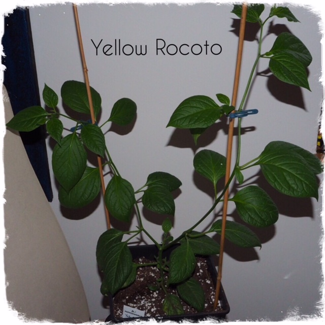 Yellow Rocoto 1003