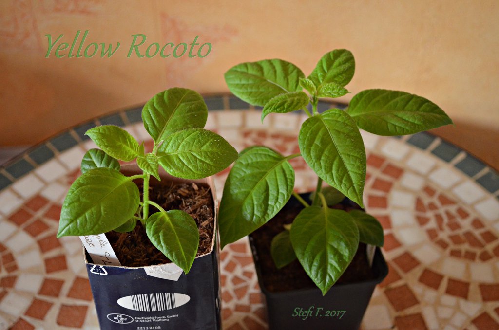 Yellow Rocoto, 17.02.