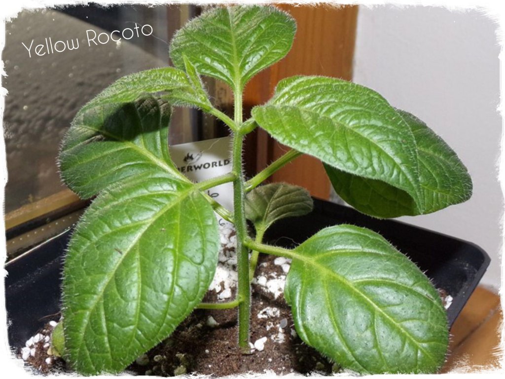 Yellow Rocoto 2801