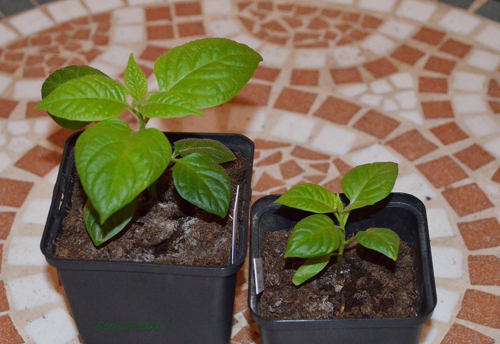 Yellow Rocoto, KL und TL, 30.01.