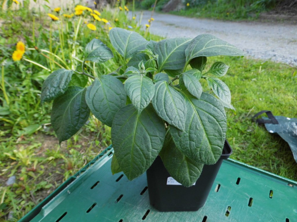 Yellow Rocoto