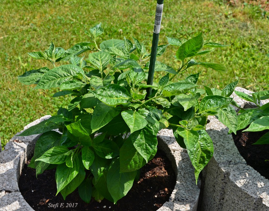 Yellow Rocoto