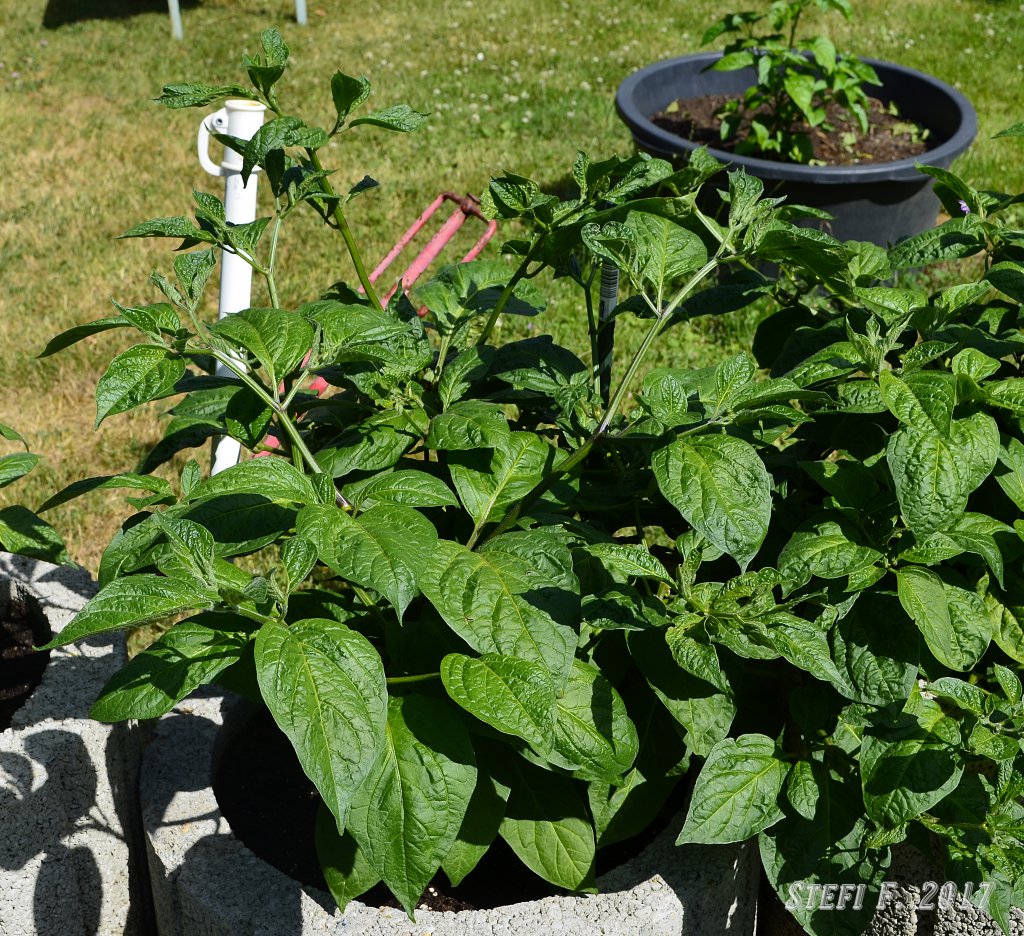 Yellow Rocoto